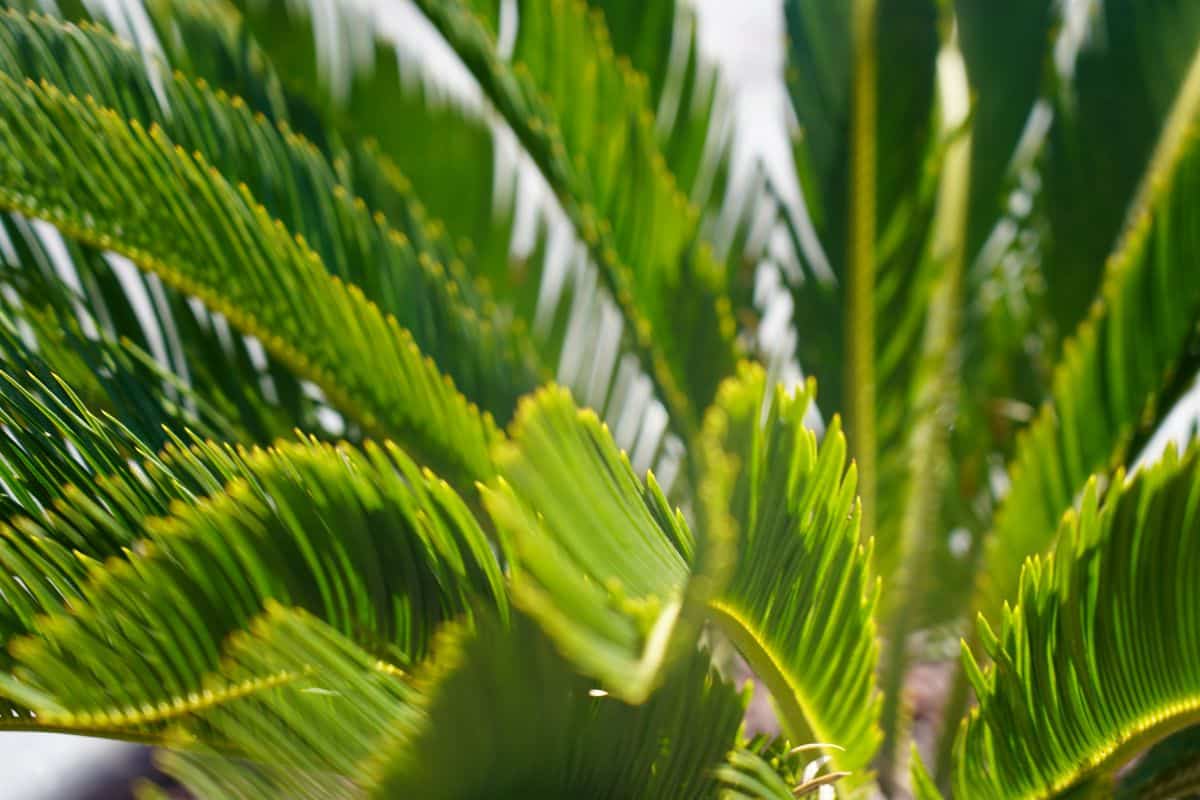 saw palmetto perte cheveux